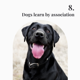 Dogs learn by association