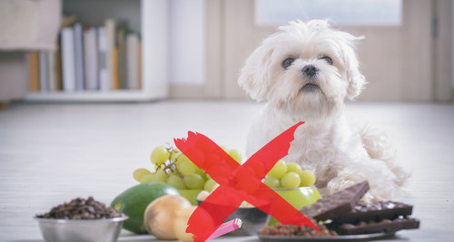 Pet Poison Prevention Toxic Foods and Products for Dogs