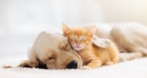 A dog and cat peacefully napping together