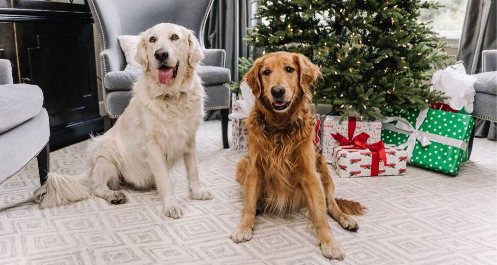 Dog training for the holidays