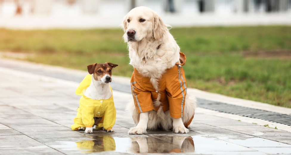 Dogs in raincoats during rainy weather