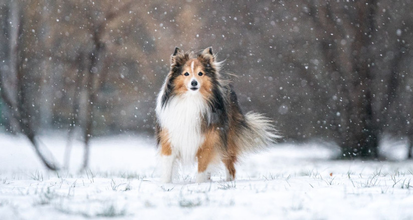 Winter Safety Tips for Your Dog Bark Busters Home Dog Training