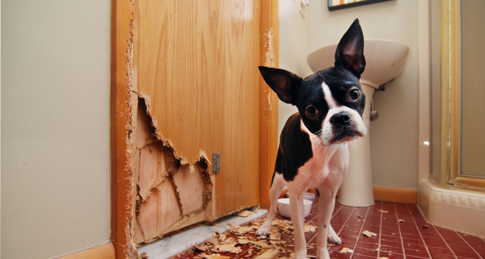 Anxious dog scratches bathroom door Bark Busters Home Dog Training