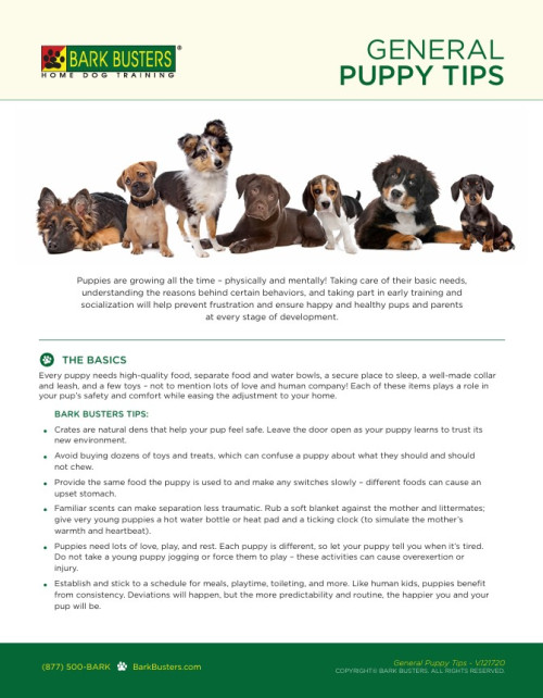General Puppy Tips