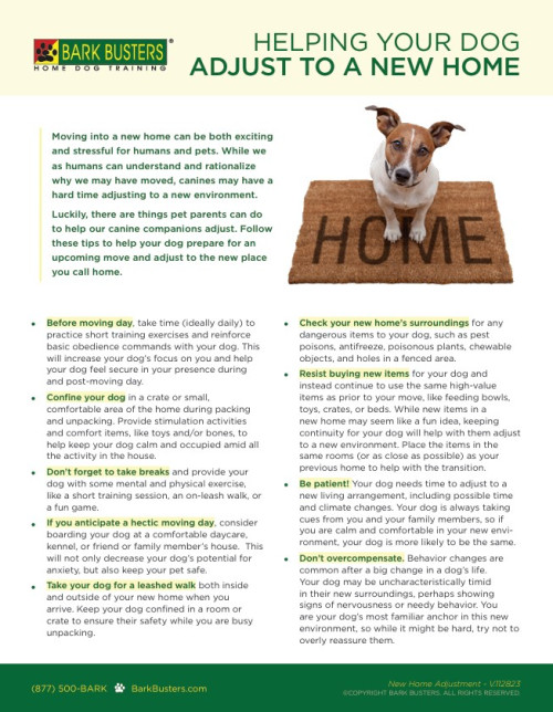 Helping Your Dog Adjust to a New Home