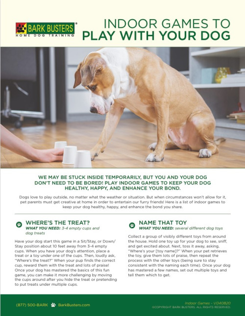 Indoor Games to Play with Your Dog