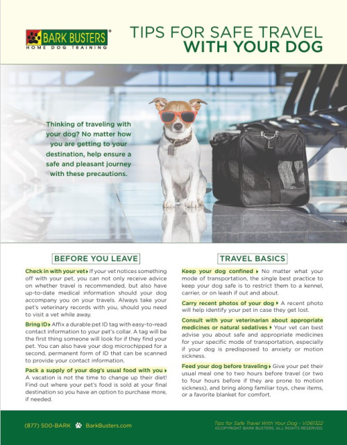 Tips for Safe Travel with Your Dog