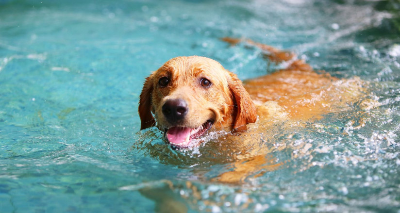 How to keep your dog cool in the summer heat