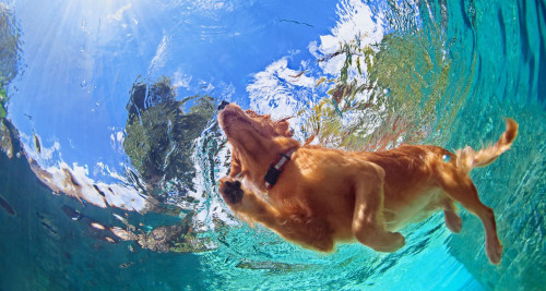 Pool Safety for Dogs