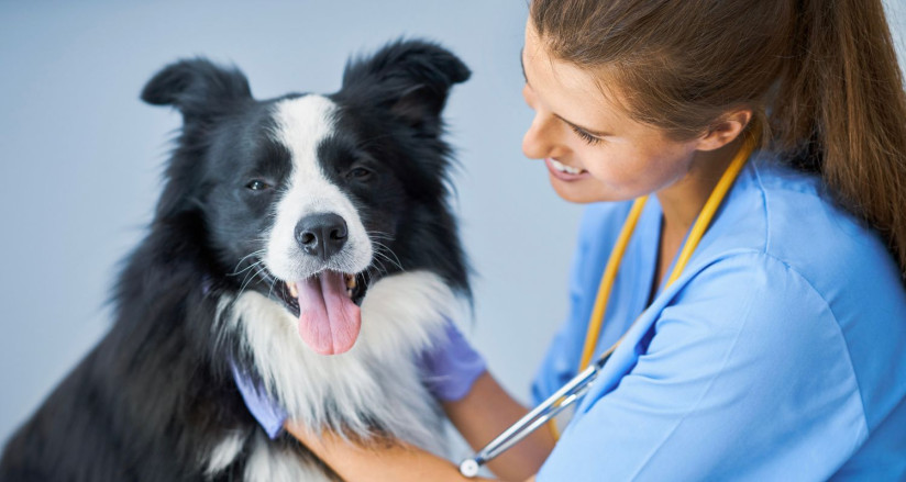 Preparing for a vet visit Bark Busters Home Dog Training