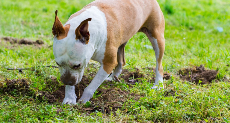 Dog Behavior Training Dog Behavior Issues Bark Busters Dog Behavior Training Dog Behavior Issues Bark Busters