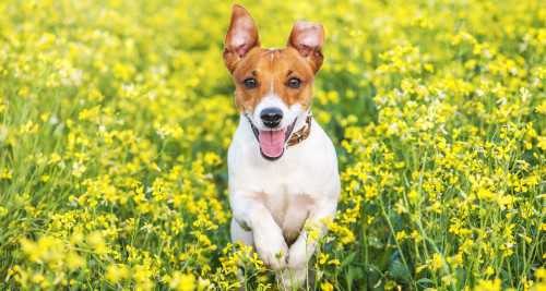 DogRunning_SpringFlowers