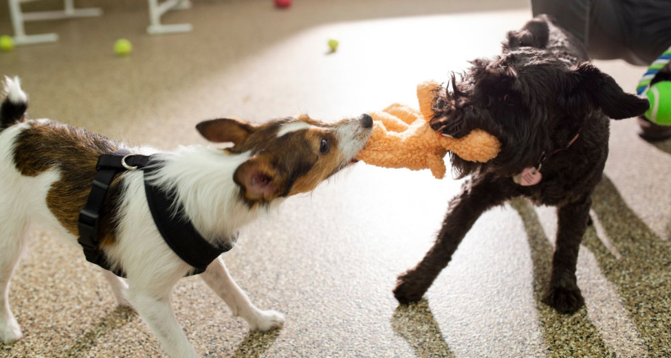 Dog Sibling Rivalry Bark Busters Home Dog Training