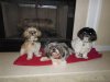 Photo of Griffey, Bentley & Bella
