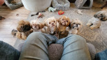 Photo of Brody, Bella, Rip, ......................... There's a few