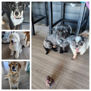 Photo of Enzo- Elmo- Ollie - Doodlebug - Shaggy-Doo