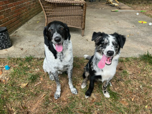 Photo of  Oliver & Bandit