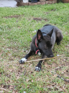 Photo of Quest (Belgian Malinois)