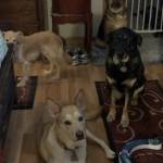 Photo of Baxter, Zeke, Lady, Rascal