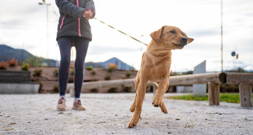 Dog pulling leash Bark Busters Home Dog Training