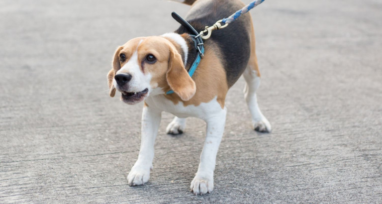 Beagle-pulling-leash_Bark-Busters-Home-Dog-Training__ScaleWidthWzc2OF0