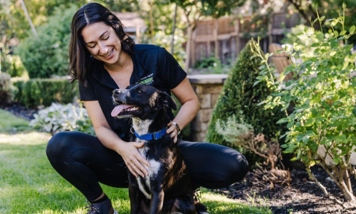 Dog Trainer in Alameda County